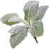 Silver sage